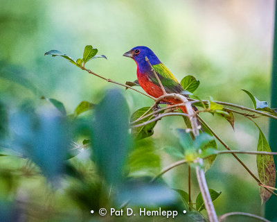 Painted Bunting