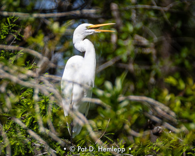 Heron calling