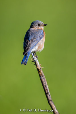 Quiet bluebird