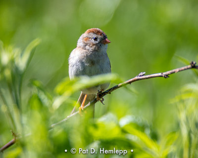 Backlit sparrow