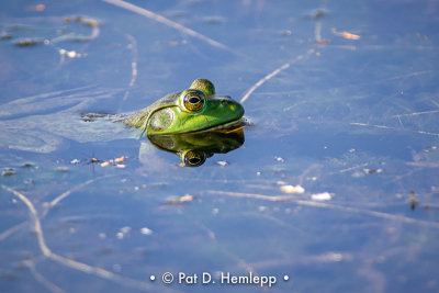Frog in wetlands