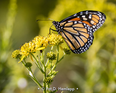 Monarch on yellow