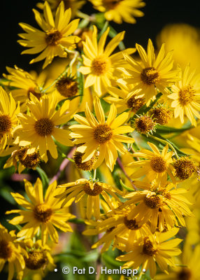 Flowers in sun