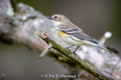 Fall warbler