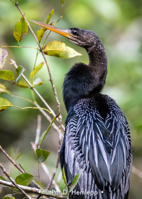 Anhinga on green