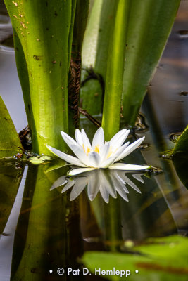 Lily reflected