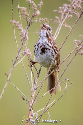Singing sparrow