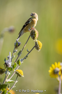 Backlit finch