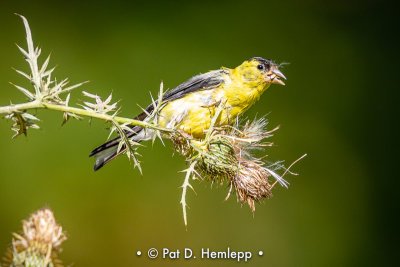 Male goldfinch