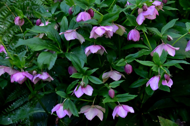 Lenten rose 9748