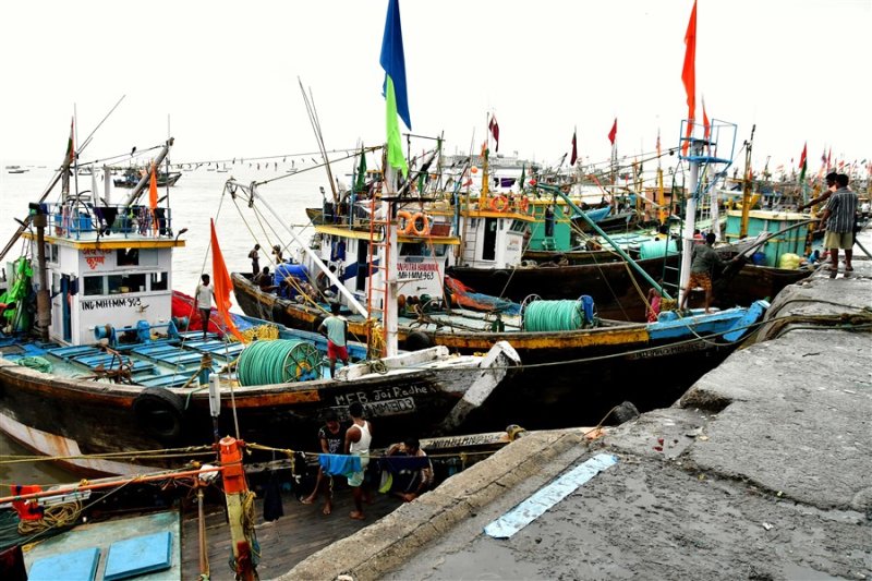 Docked squid and fish fleet - India_1_7619
