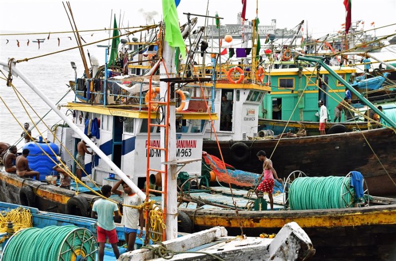 Docked squid and fish fleet - India_1_7620