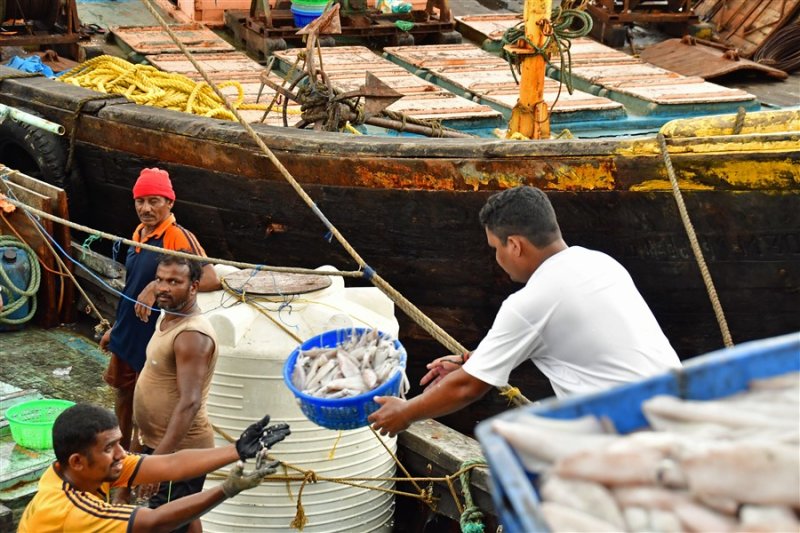 How you unload a boat full of squid: basket brigade - India_1_7629
