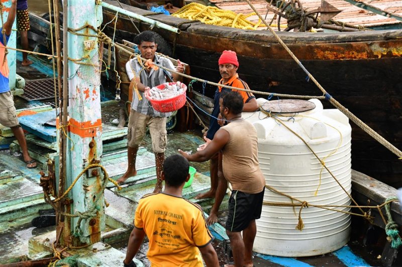 How you unload a boat full of squid: basket brigade - India_1_7631