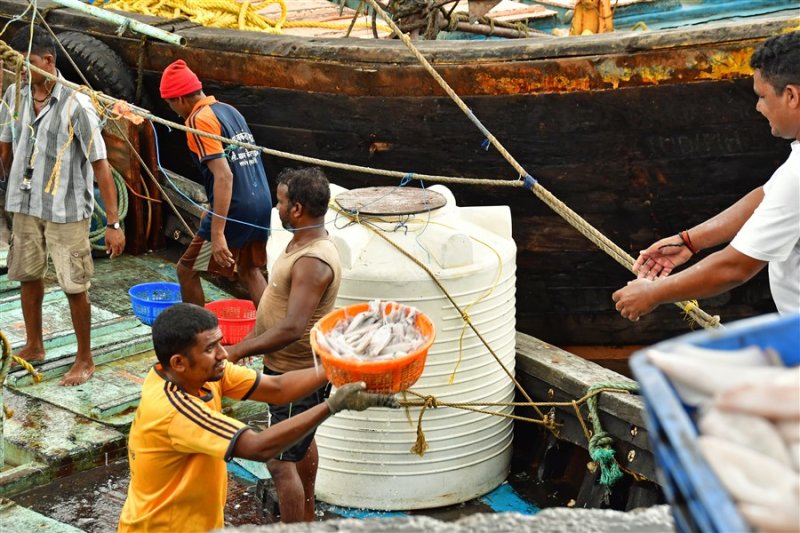 How you unload a boat full of squid: basket brigade - India_1_7635