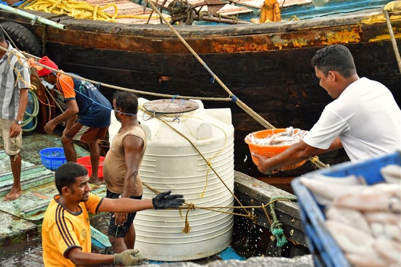 How you unload a boat full of squid: basket brigade - India_1_7636