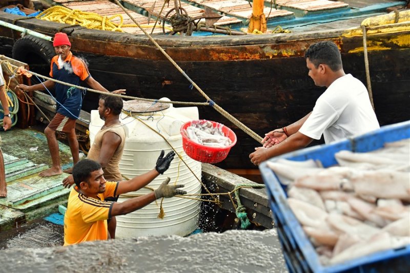 Flying squid: How you unload a boat full of squid - India_1_7637