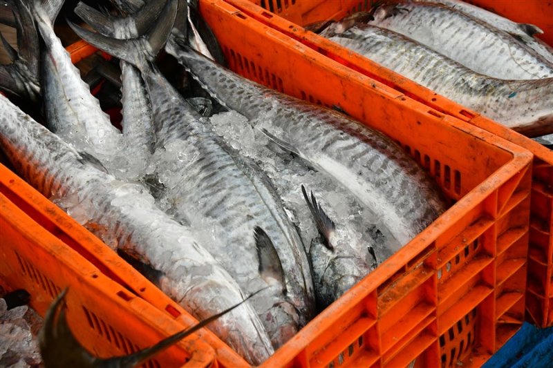 Looks like narrow-barred Spanish mackerel (Scomberomorus commerson) - India_1_7641