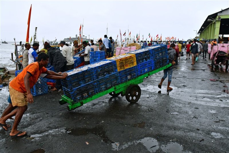 Trundling a cart of squid - India_1_7642