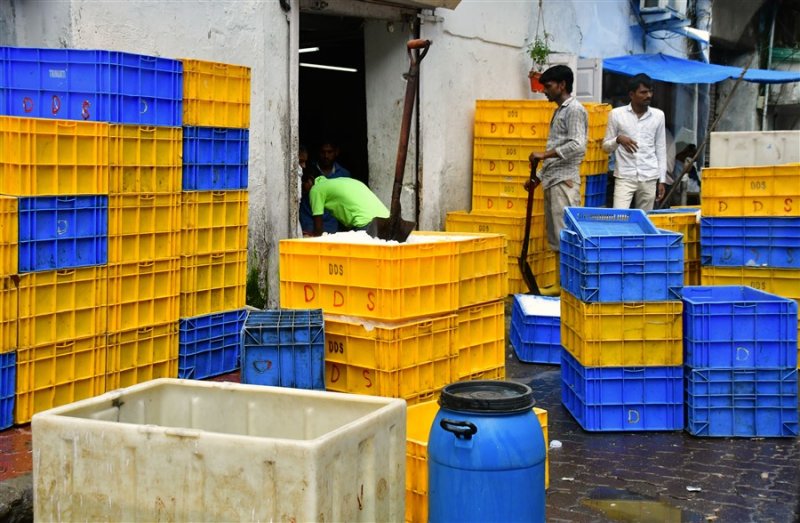 Ice bins for the catch - India_1_7686