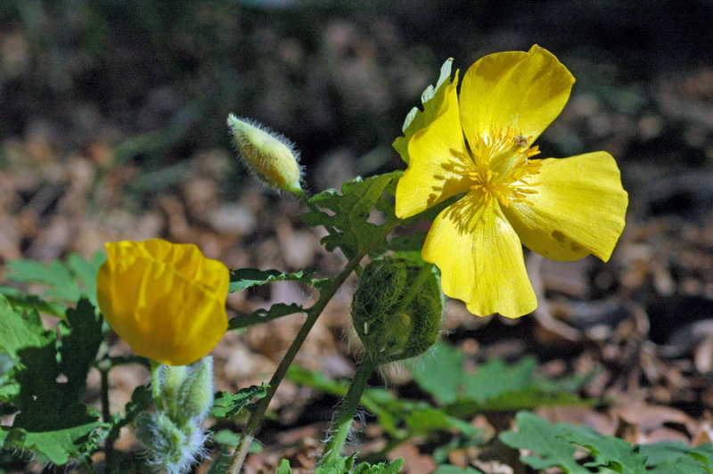 17 Celadine poppy, aka yellow wood or woodland poppy (Stylophorum diphyllum) 7460