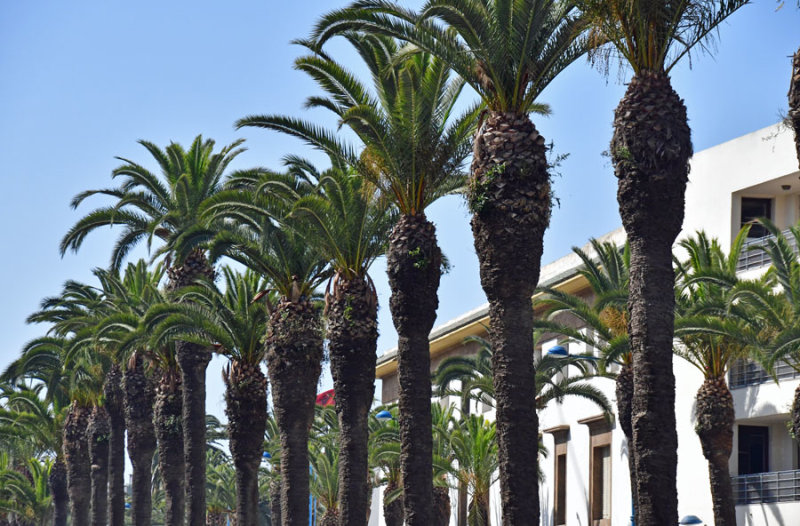 Street palm planting - Moroc 1473