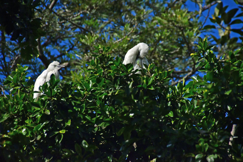 Cattle egrets - Moroc 1521