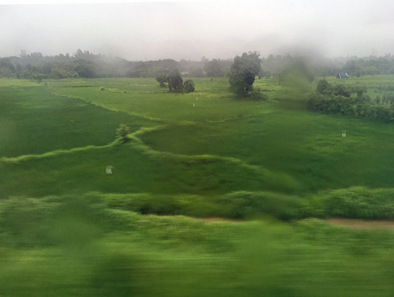 The green of the Monsoon - India 1 i4680