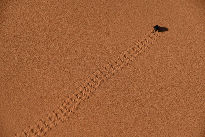 04 Tenebrionid beetle tracking across the sand - Moroco 5022