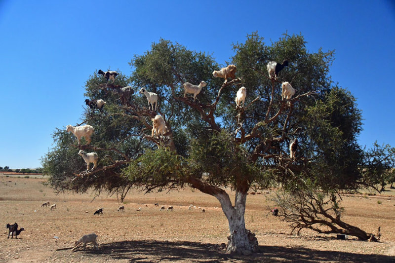 11 Goats in Argan tree; Essouria - Moroc 7957