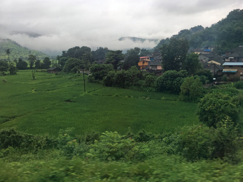 The green of the Monsoon - India 1 i4795