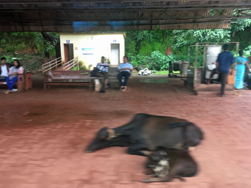 Cows on Ratnagiri station platform - India 1 i5169