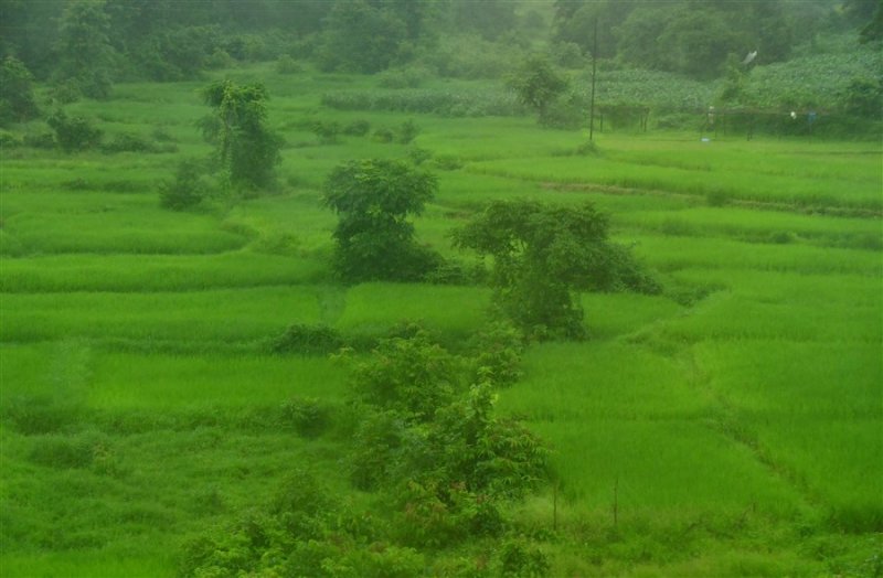 Green of the Monsoon - India 1 8262