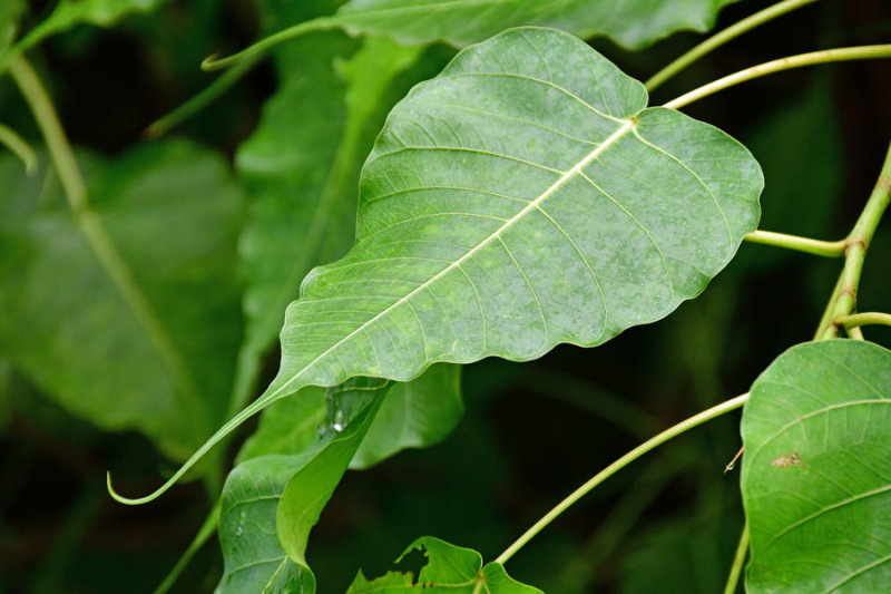 Pipal tree leaf - India 1 8337