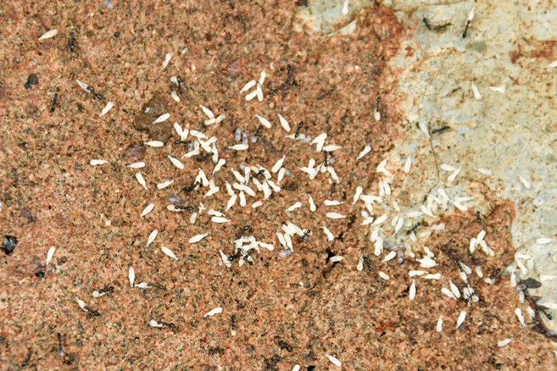 Ants moving - India 1 8342
