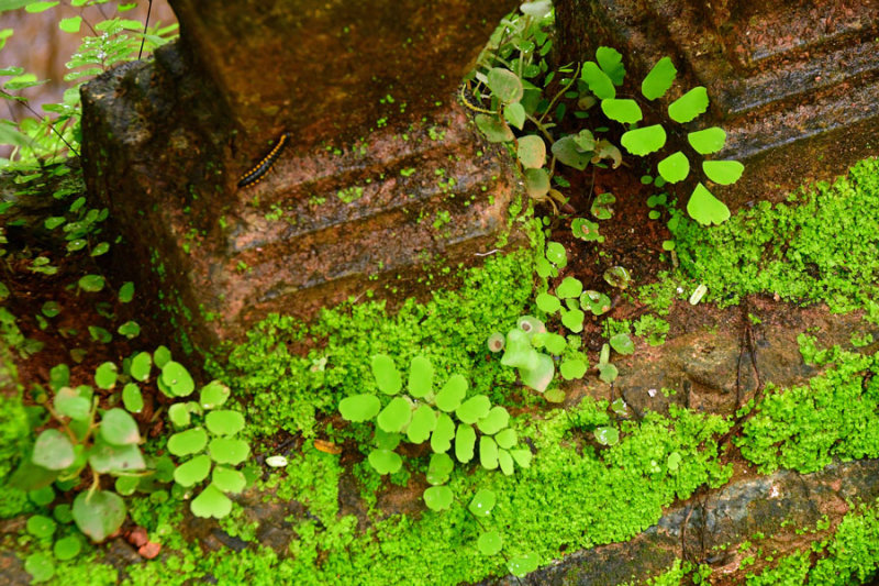 Millipede, maidenhair fern and moss - India 1 8354