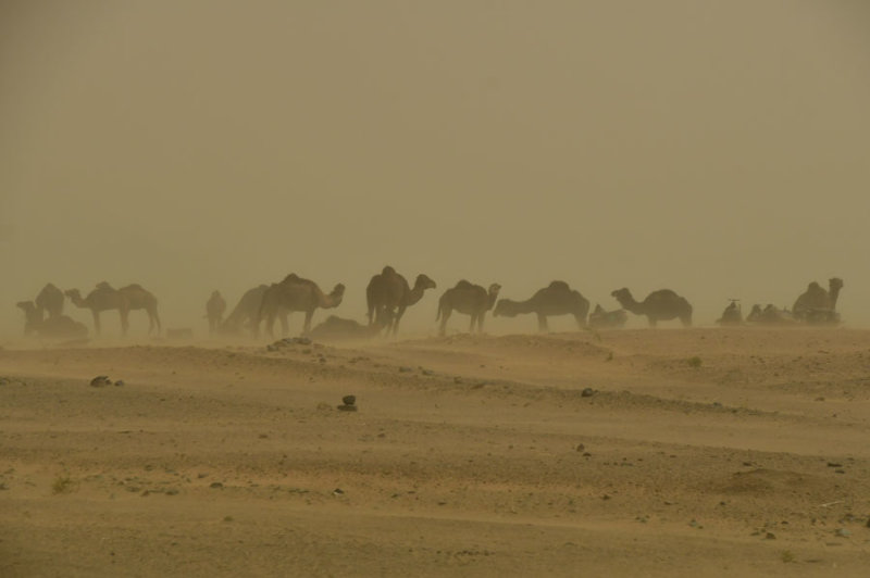03 Camels in developing sand storm - Moroc 4832