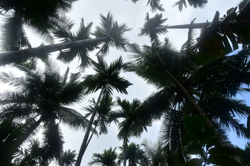 Palm canopy in rain - India 1 8532