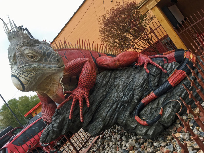 04 30 Red Iguana 2 - Utah19 1 i1872