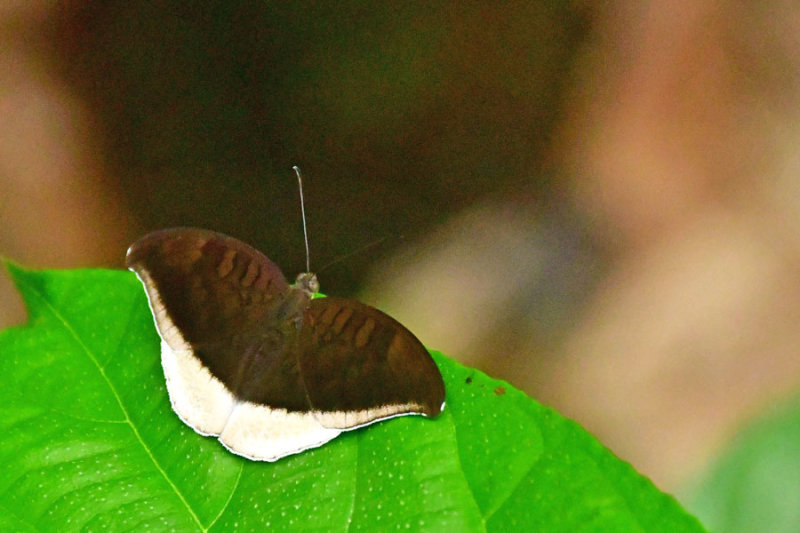 Grey Count Butterfly - Tanaecia lepidae - India 1 8540