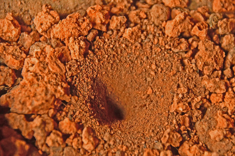 Ant lion pit - India 1 8560