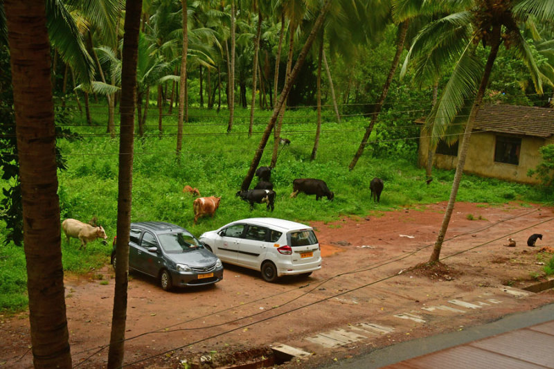 Goa hotel parking with optional grazing - India 1 8640