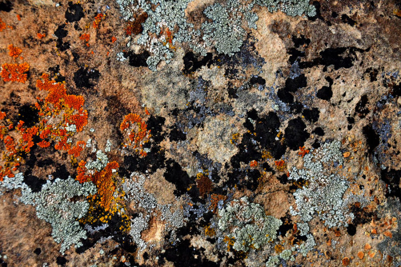 Nine Mile Canyon lichens - Utah19 2 0043