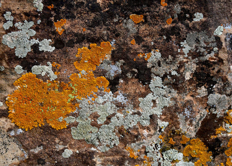 Nine Mile Canyon lichens - Utah19 2 0044