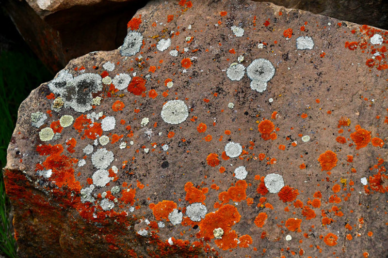 Nine Mile Canyon lichens - Utah19 2 0048