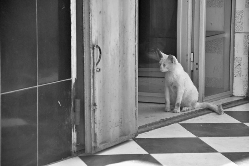 Dingy cat - Moroc 1811bw