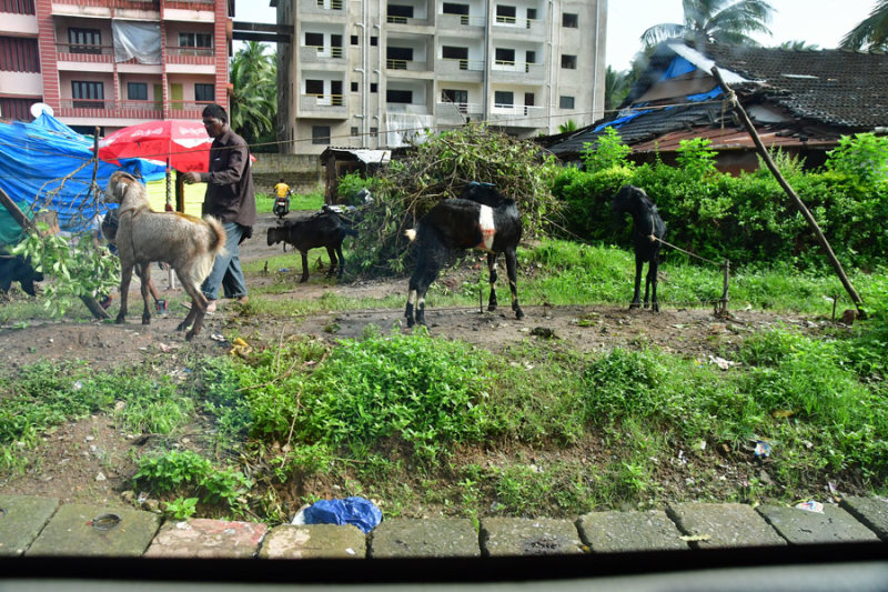 Tending city goats - India 1 8658