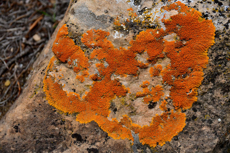 Nine Mile Canyon lichens - Utah19 2 0053