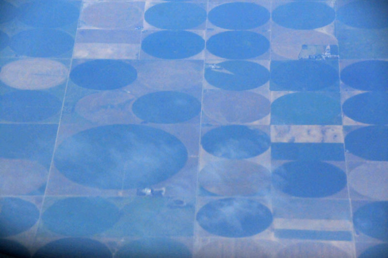 Irrigated alfalfa - Utah15 7333
