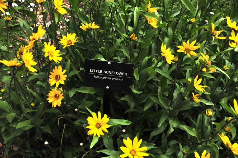 Little sunflower - Utah15 7360